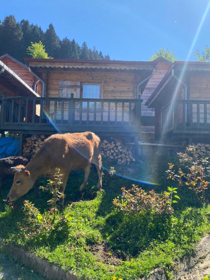 Pilita Bungalov&Rest Ayder Yaylası Dış mekan fotoğraf